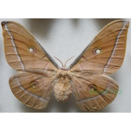 Antheraea pernyi (Guérin-Méneville, 1855) female ex. ovo China 94mm